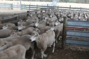 Sheep moving through gate