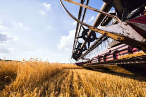 Header harvesting grain