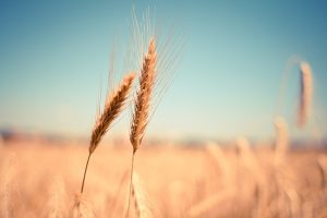 Close shot of Grain in a field