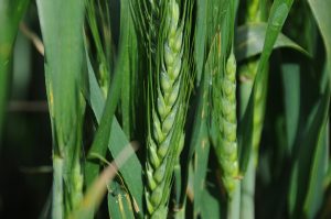 Close up image of green wheat head