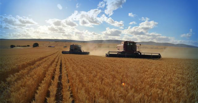 Harvesting a wheat field