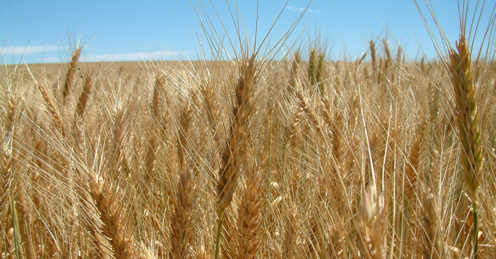 Close shot of a grain field