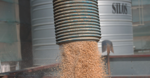 Sorting grain