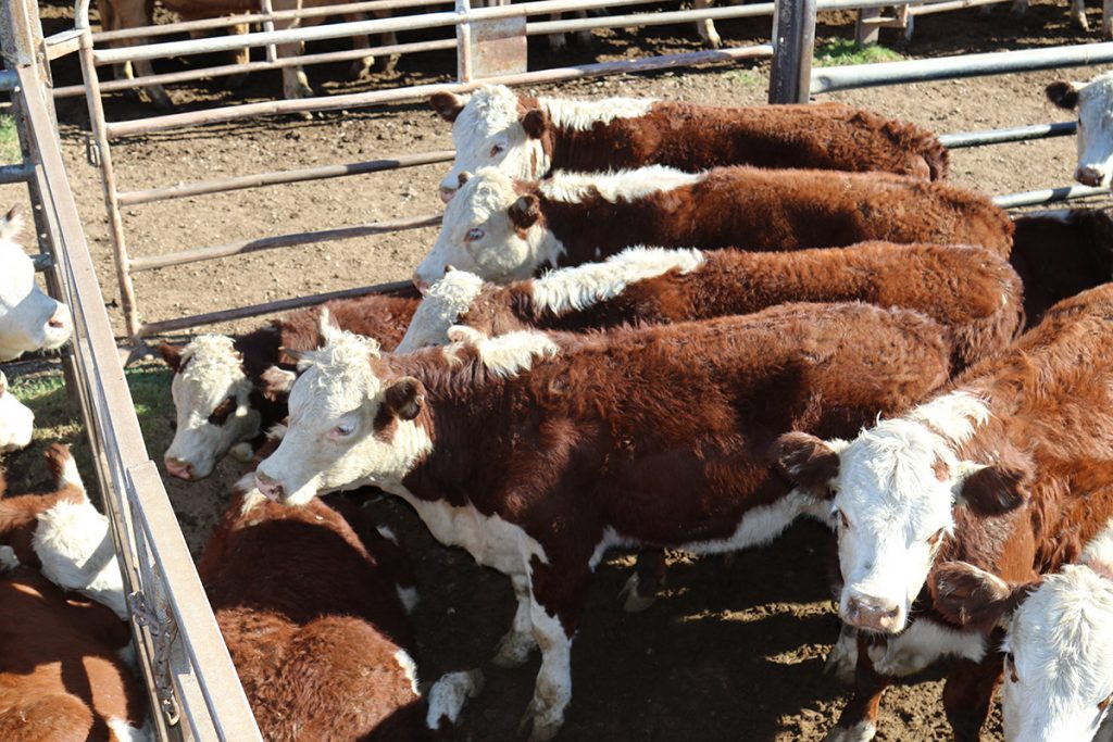 Hereford cattle in pen at yards