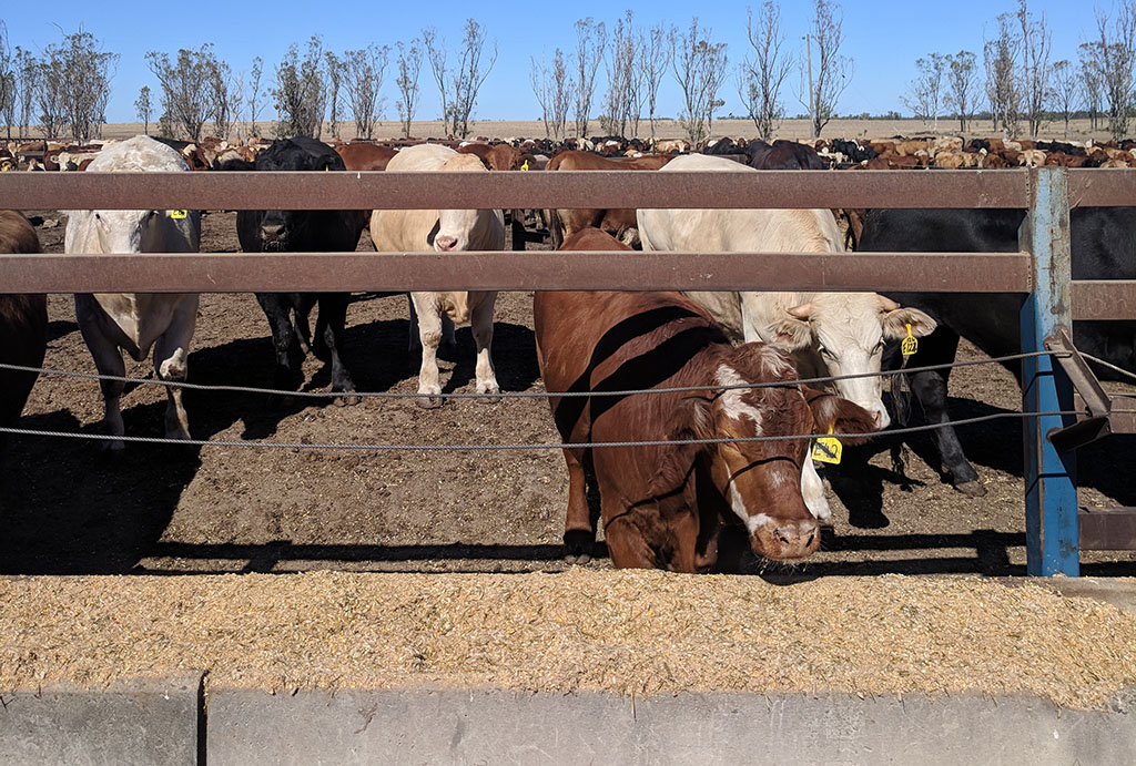 Cattle in feedlot eating grain
