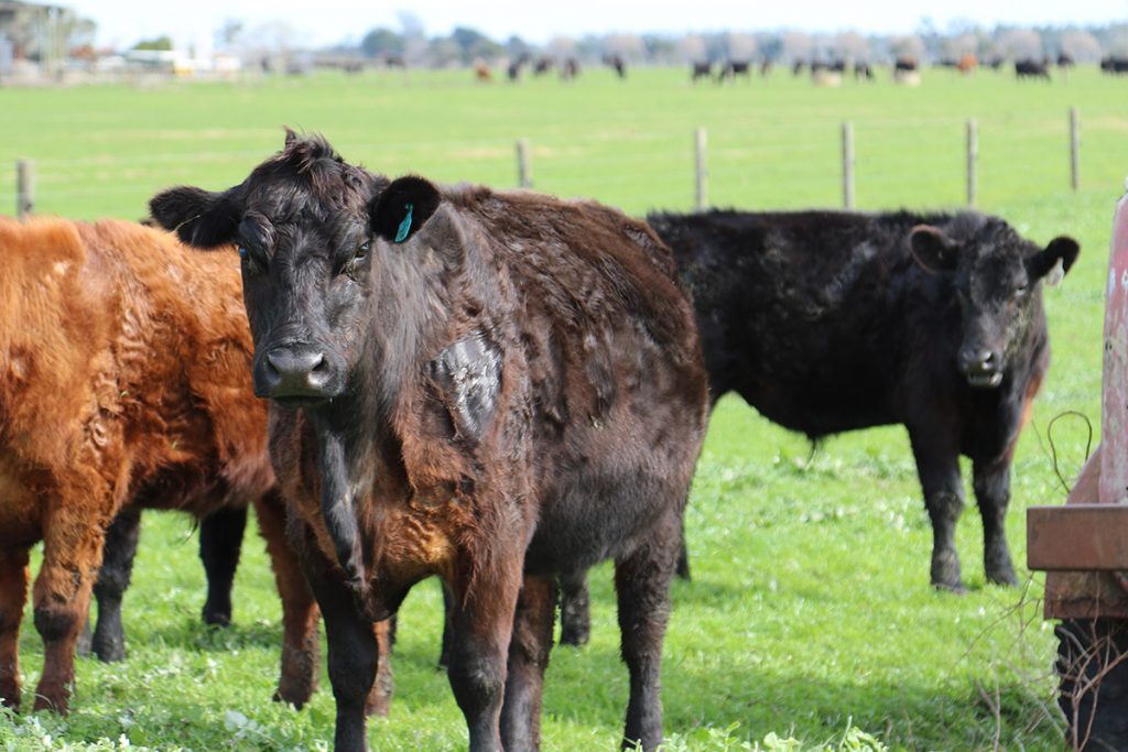 Mixed cattle in green paddock