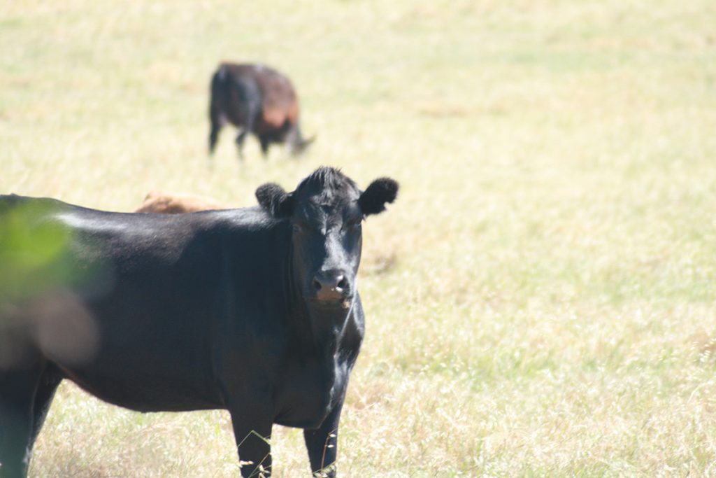 Angus cattle in dry paddock
