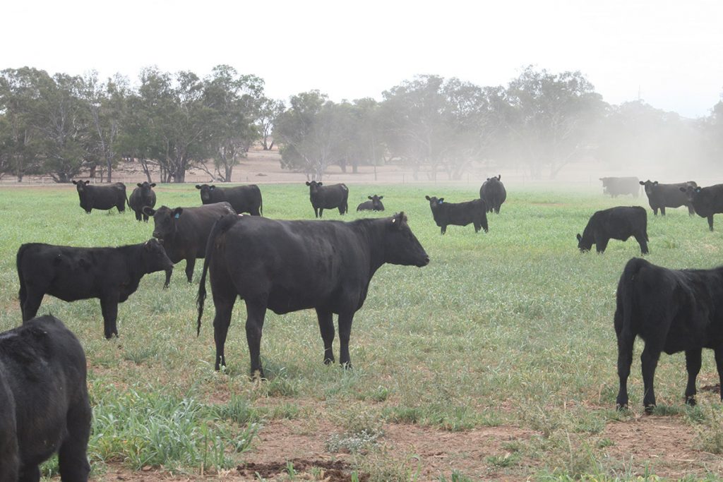 Angus cattle in fog