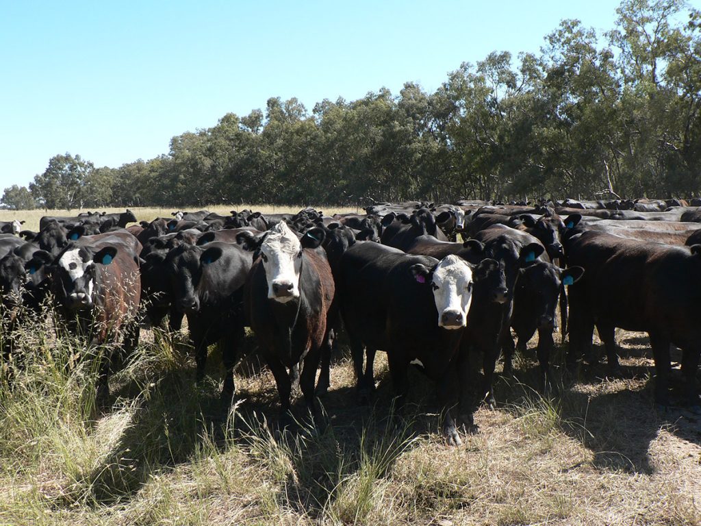 Multiple angus cattle