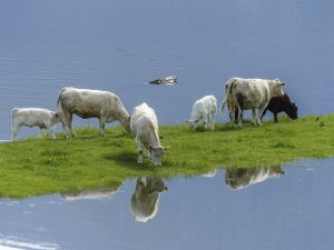 Cattle of a flooded field