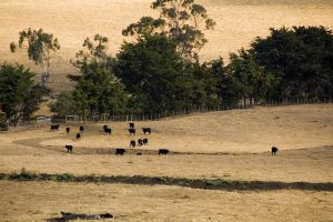 Cattle in the distant on a farm