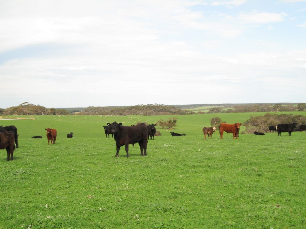 Mixed cattle in distance in green paddock