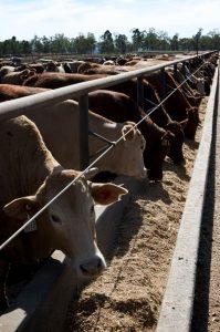 Cattle feeding from a trough