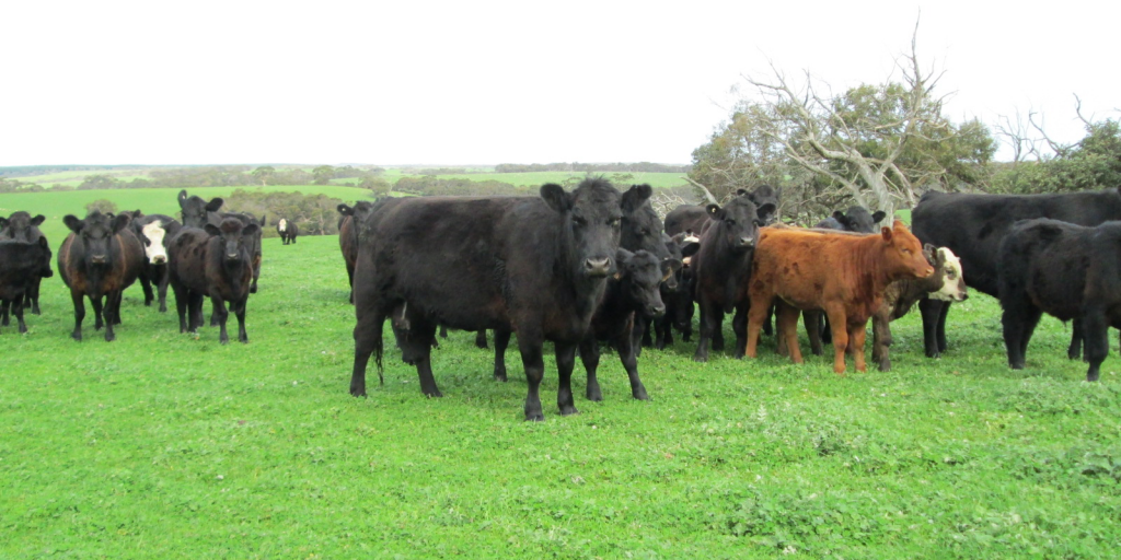 Mixed southern cattle in very green paddock