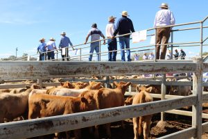 Cattle in saleyards with agents