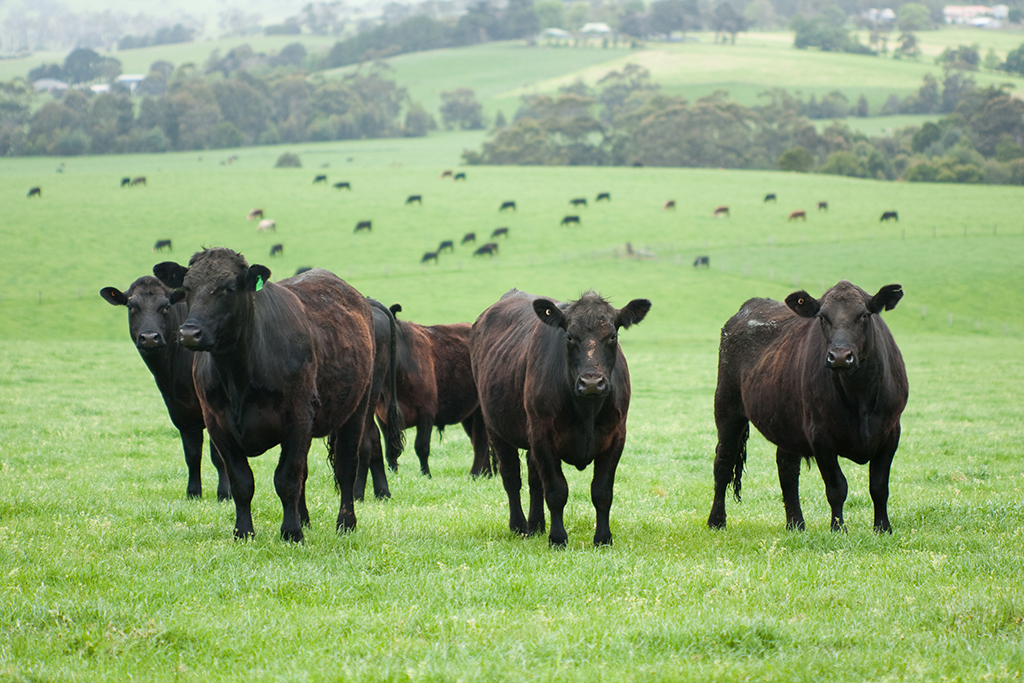 Angus cattle in very green field