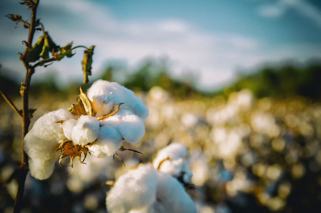Cotton crop in field
