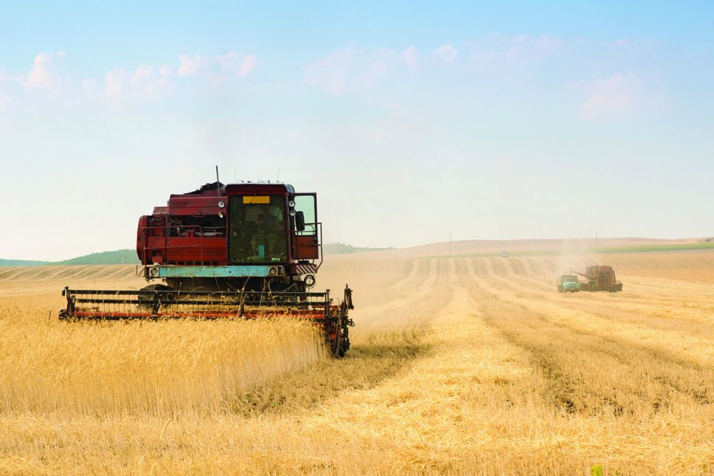 Grain harvester combine work in field