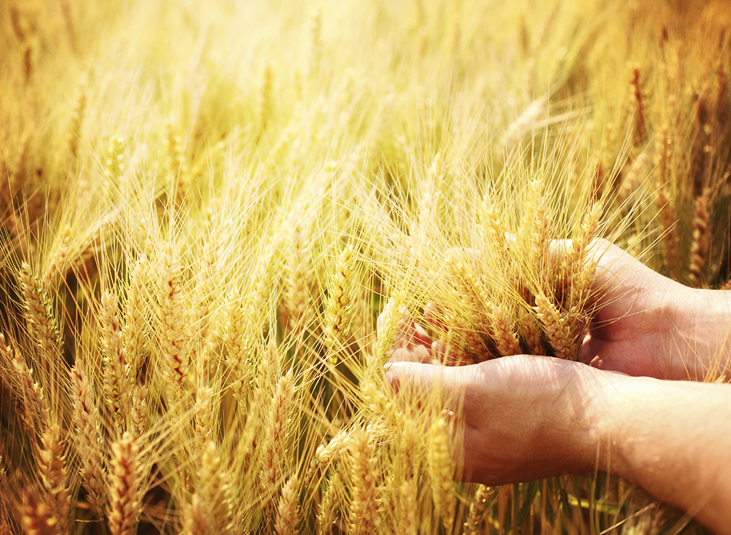 Wheat being held