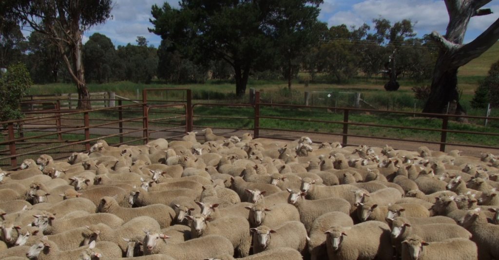 Large lambs in pen on farm
