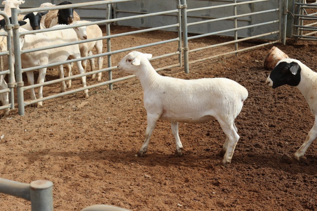 Lambs in stock pen
