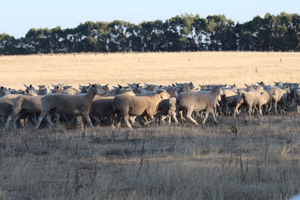 Lambs running in paddock