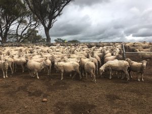 Sheep in dry paddock with rain clouds