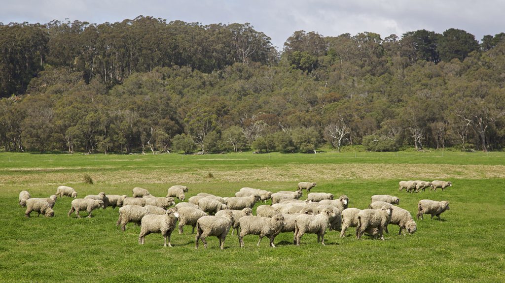 Wide shot of sheep in a field