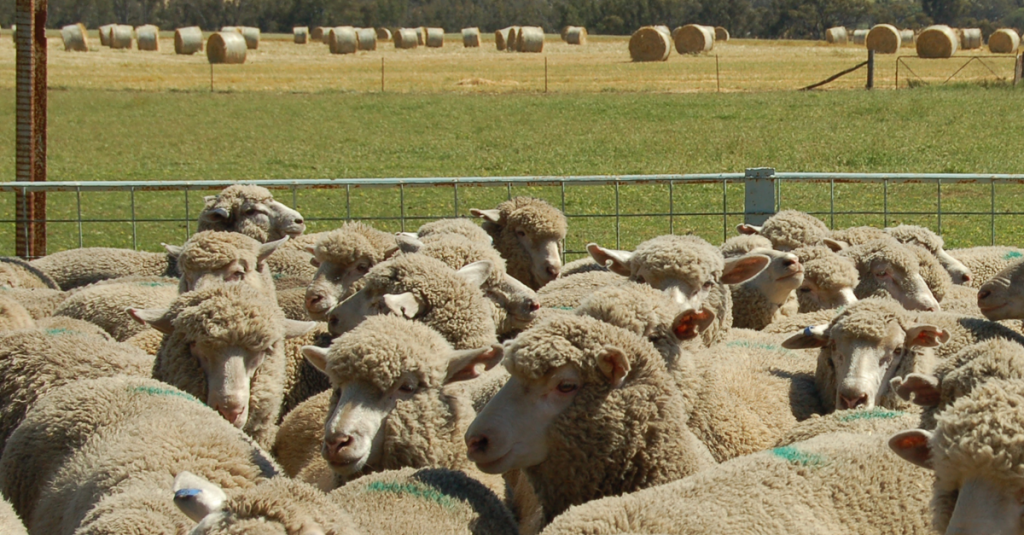 Close shot of multiple sheep