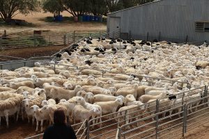 Lots of herded sheep in a pen