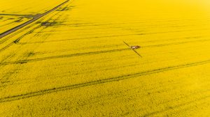 Overhead image of canola field in bloom