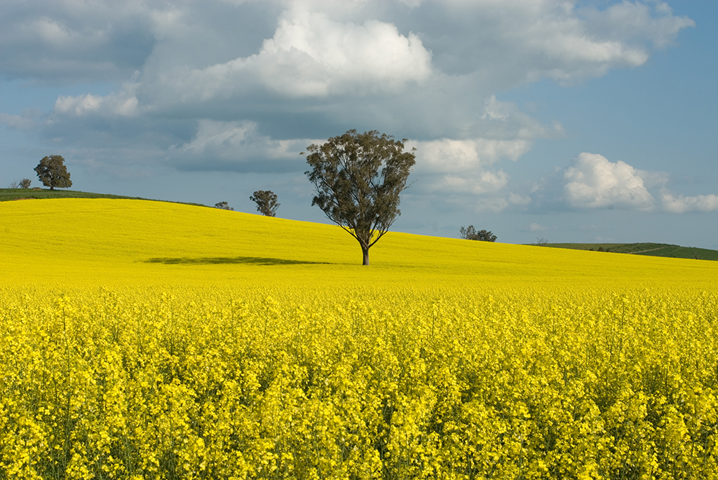 Field of canola with a tree