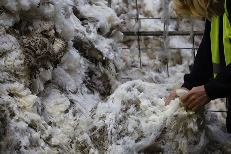 Wool being inspected