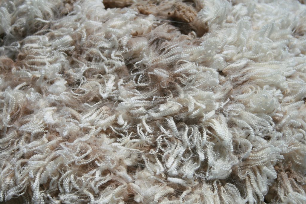 Shorn wool fibres