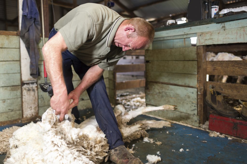 Man shearing a sheep in a shearing shed
