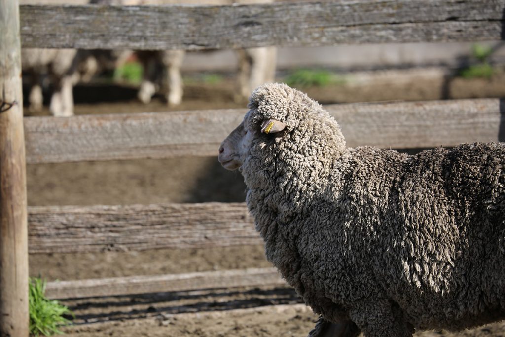 Merino sheep in front of gate