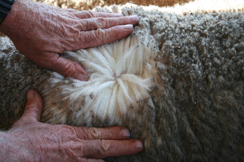 Wool spread by hand