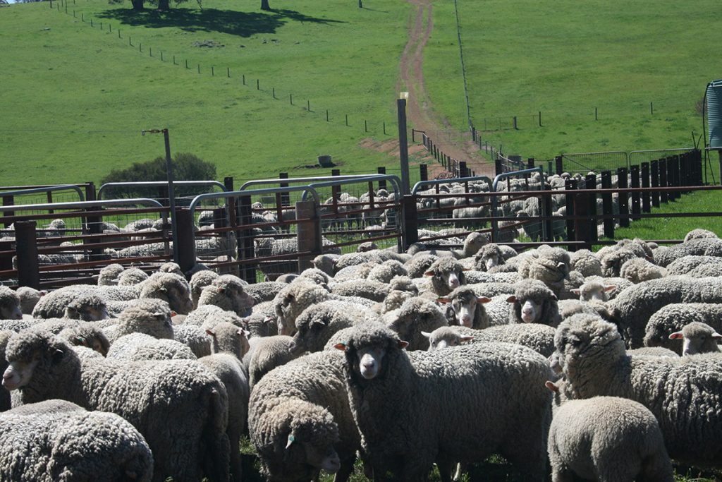 Sheep in Yard
