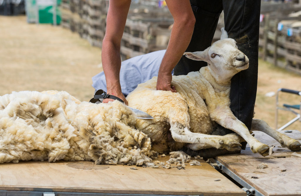 A sheep being sheared