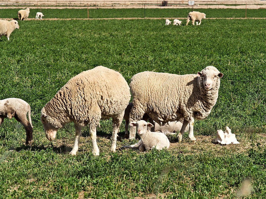 Sheep grazing in paddock with lambs