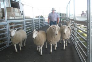 Wool sheep moving through yards