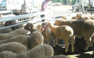 Wool sheep