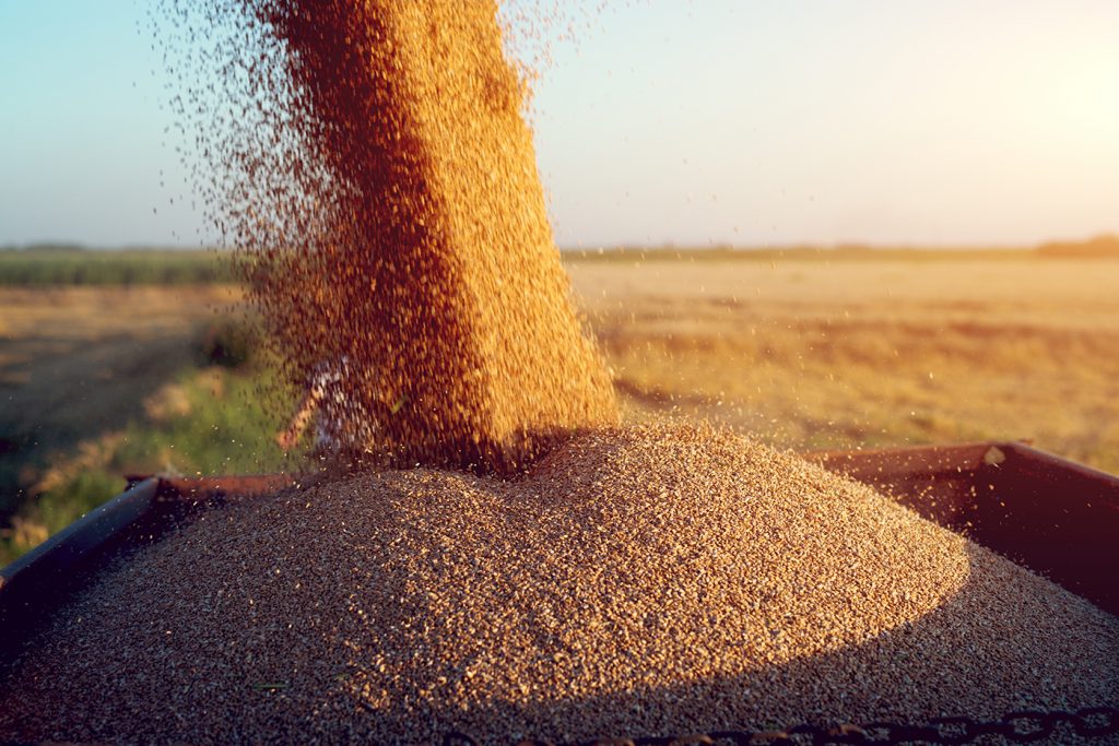 Image of harvested grain pouring into a chaser bin