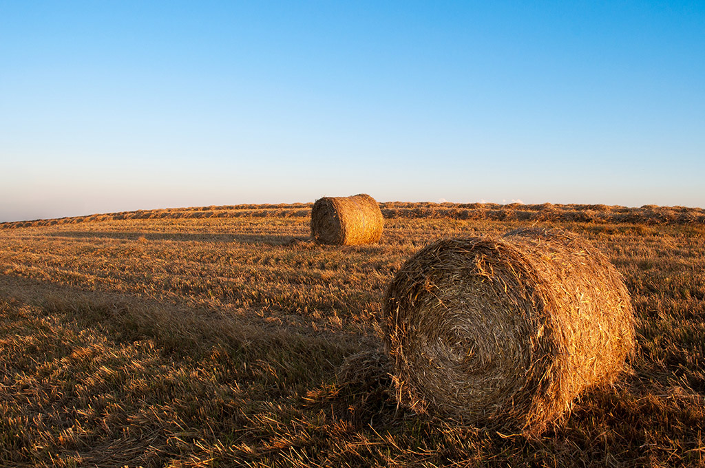 Round hay bales in field- feed