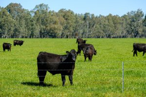 Angus cattle in green paddock
