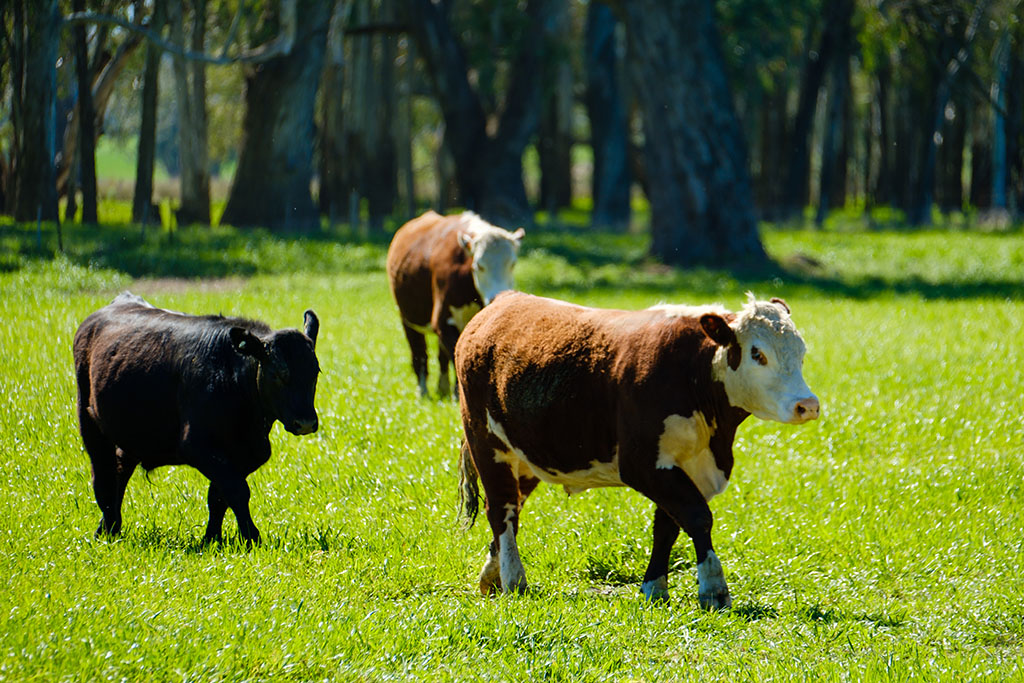 Three cattle on grass