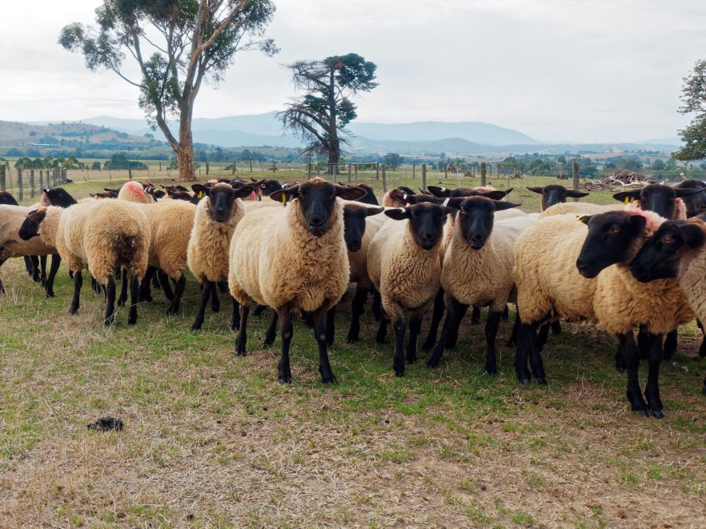 Group of black head sheep in paddock