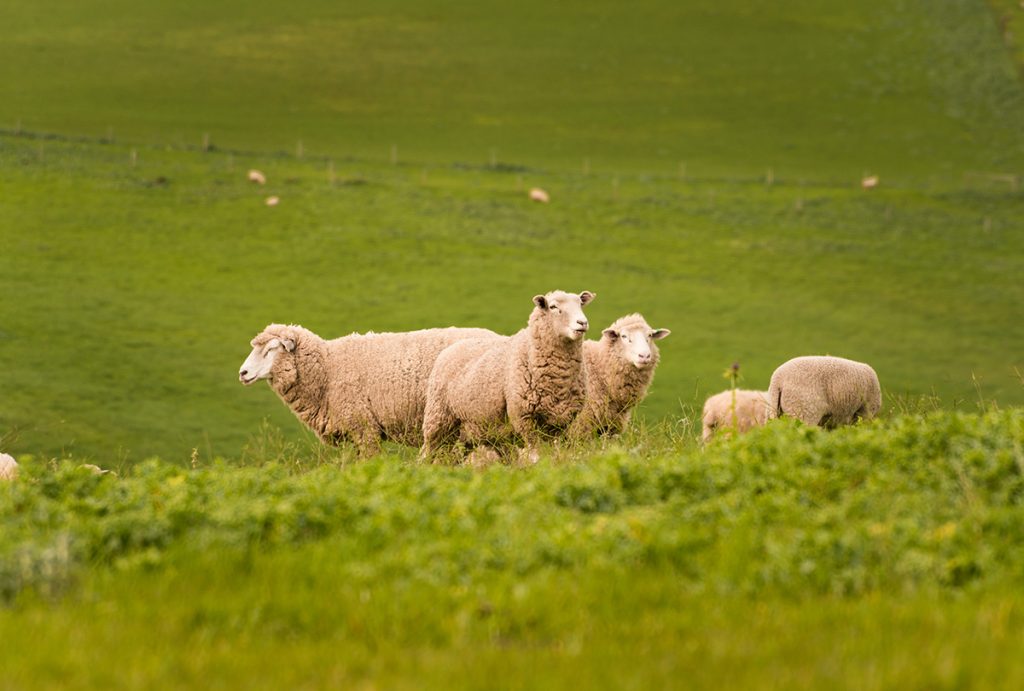 Sheep in green hilly paddock