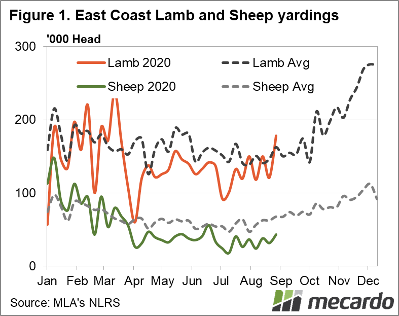 East coast lamb and sheep yardings