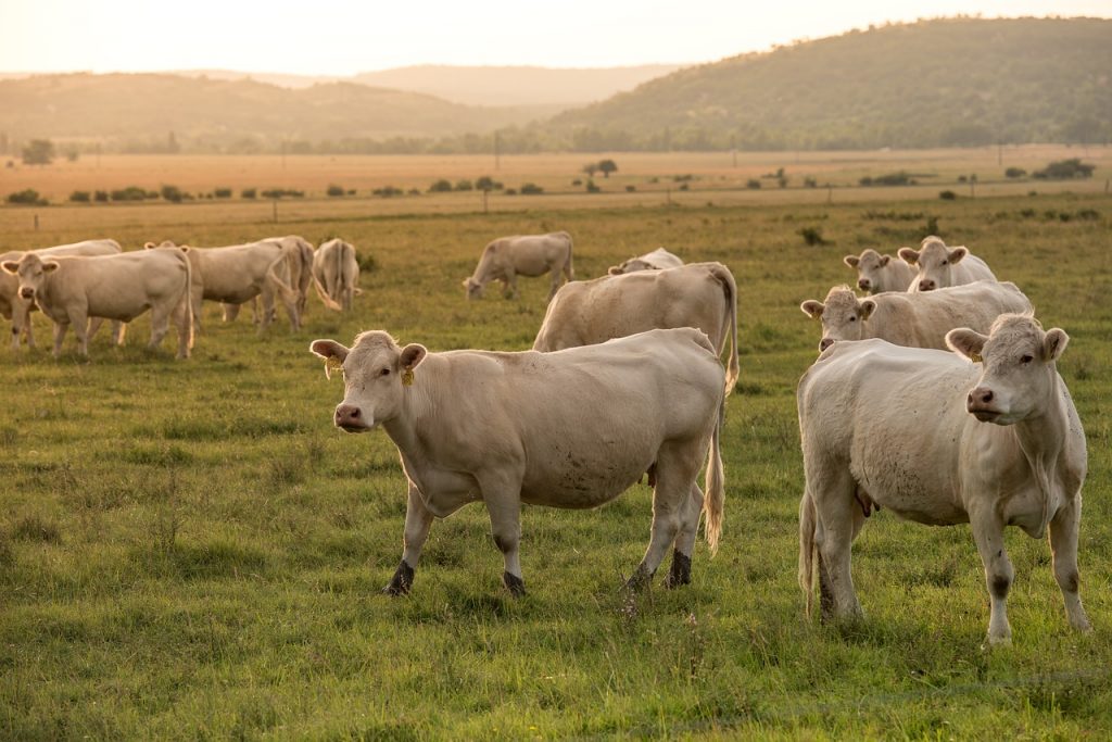 Cows in pasture paddock